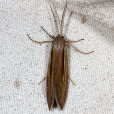Hodges#8767 * Dull Doryodes Moth * Doryodes spadaria