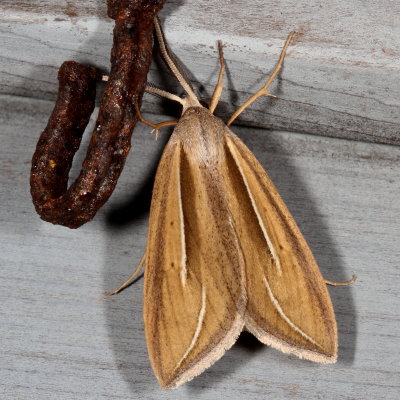 Hodges#8767 * Dull Doryodes Moth * Doryodes spadaria