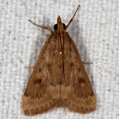Hodges#4975 * Garden Webworm * Achyra rantalis
