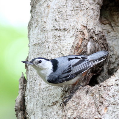 White-breasted Nuthatch