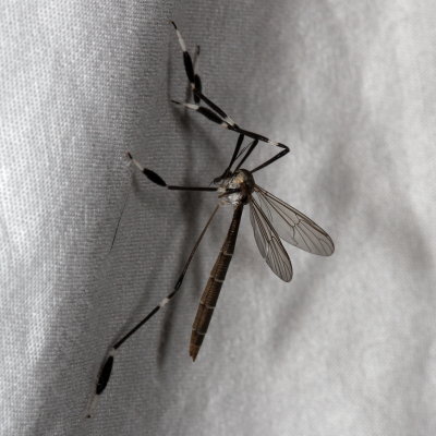 Bittacomorpha clavipes 