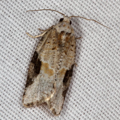 Hodges#3625 * Gray-banded Leafroller * Argyrotaenia mariana