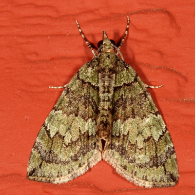 Hodges#7237 * Transfigured Hydriomena * Hydriomena transfigurata