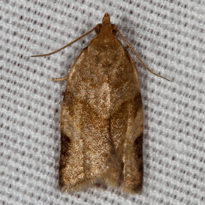 Hodges#3632 * Broken-banded Leafroller * Choristoneura fractivittana