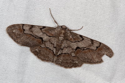 Hodges #6582 * Large Purplish Gray Moth * Iridopsis vellivolata