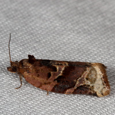 Hodges#3597 * Red-banded Leafroller ♀ * Argyrotaenia velutinana