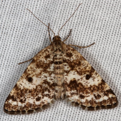 Hodges#6638 * Powder Moth * Eufidonia notataria