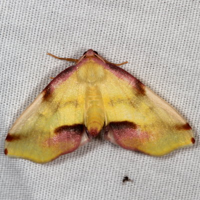 Hodges#6840 * Lemon Plagodis * Plagodis serinaria