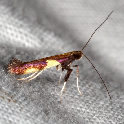 Hodges#0595 * Leaf Blotch Miner * Caloptilia bimaculatella