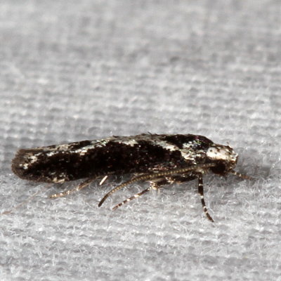 Hodges#1828 * Coleotechnites quercivorella