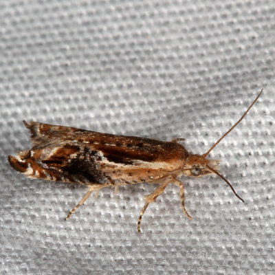 Hodges#3372 * Ancylis brauni