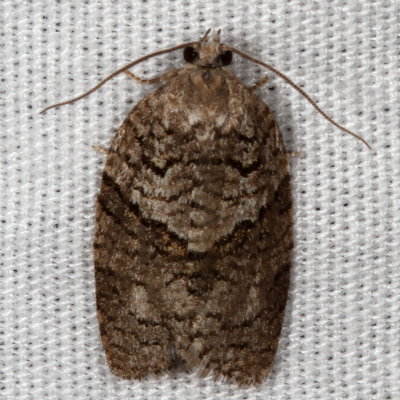 Hodges#3672 * Gray Leafroller * Syndemis afflictana