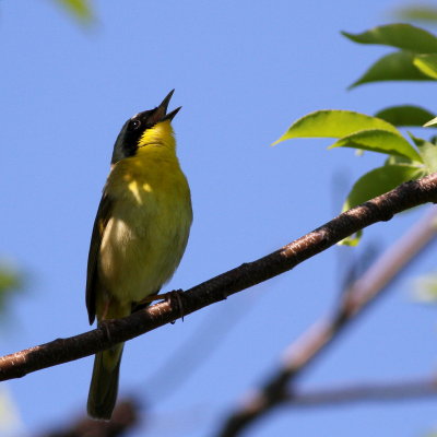 Common Yellowthroat  ♂