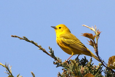 Yellow Warbler ♂