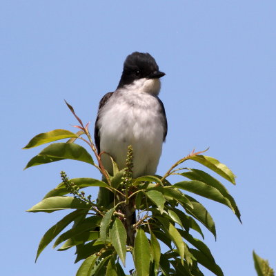 Eastern Kingbird 