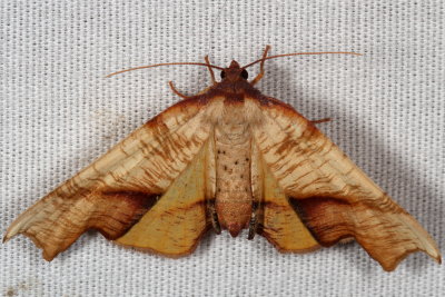 Hodges#6843 * Fervid Plagodis * Plagodis fervidaria