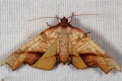 Hodges#6843 - Fervid Plagodis * Plagodis fervidaria 