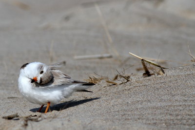 Piping Plover