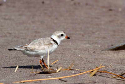 Piping Plover
