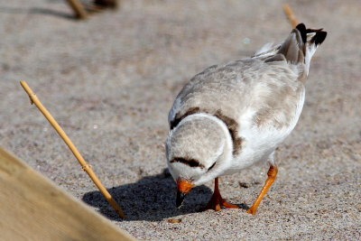 Piping Plover