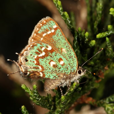 Hessel's Hairstreak