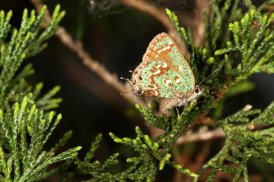 Hessel's Hairstreak 