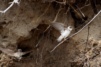 Bank Swallow