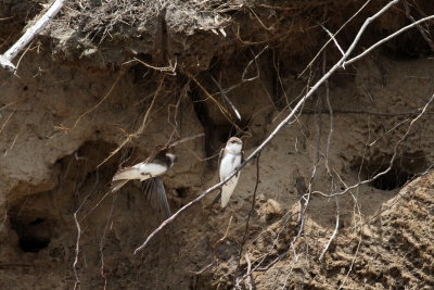 Bank Swallow