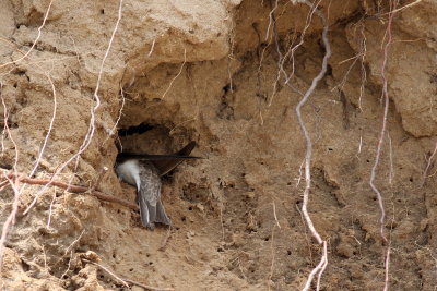 Bank Swallow