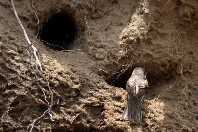 Bank Swallow