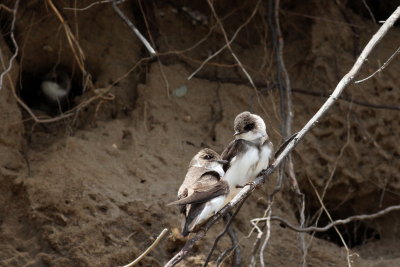 Bank Swallow