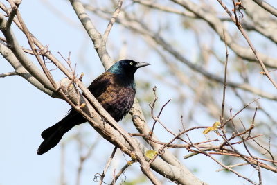 Common Grackle