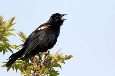 Red-winged Blackbird