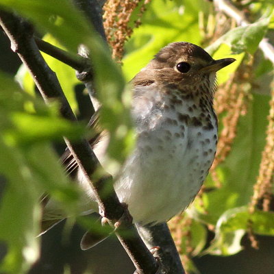 Swainson's Thrush