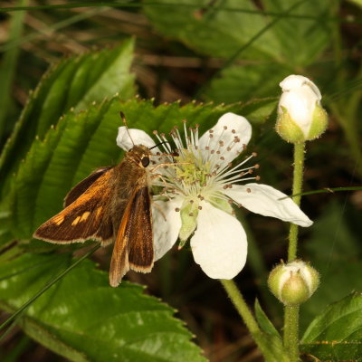 Crossline Skipper ♂