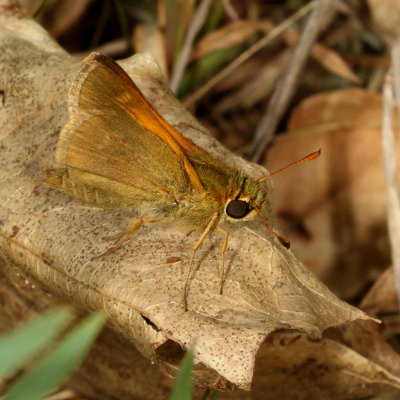 Tawny-edged Skipper