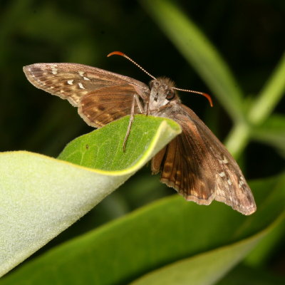 Horace's Duskywing