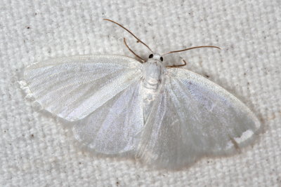 Hodges#6667 * White Spring Moth * Lomographa vestaliata