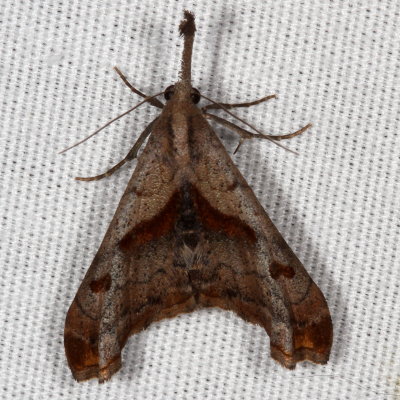 Hodges#8397 * Dark-spotted Palthis * Palthis angulalis