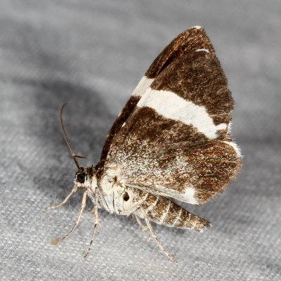 Hodges#7430 * White-striped Black * Trichodezia albovittata