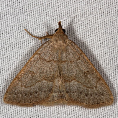 Hodges#8355 * Morbid Owlet * Chytolita morbidalis