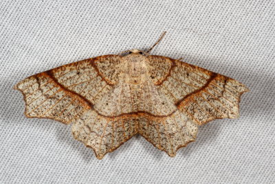 Hodges#6885 * Oak Besma * Besma quercivoraria