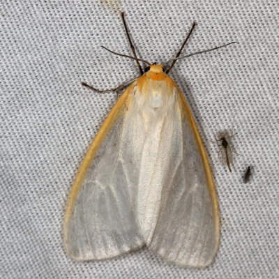 Hodges#8230 * Delicate Cycnia * Cycnia tenera