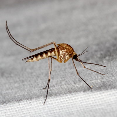Culicidae : Mosquitoes