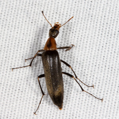 Cephaloon lepturides * False Leptura Beetle