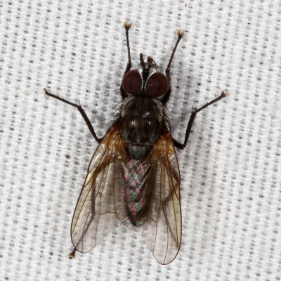 Anthomyiidae : Root-Maggot Flies