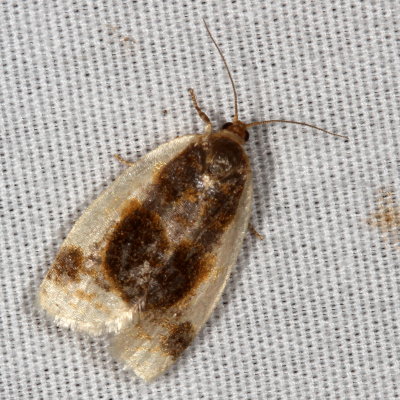 Hodges#3686 * Black-patched Clepsis Moth * Clepsis melaleucana