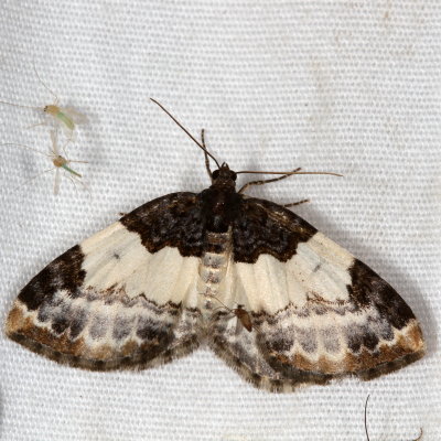 Hodges#7307 * White-ribboned Carpet * Mesoleuca ruficillata