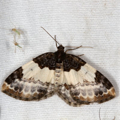 Hodges#7307 - White-ribboned Carpet * Mesoleuca ruficillata