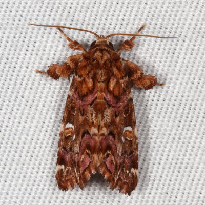 Hodges#9631 * Pink-Shaded Fern Moth * Callopistria mollissima
